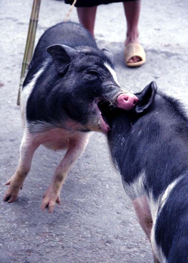 Những chú lợn hiền lành cũng có thể thành các đấu sĩ như ai - Ảnh: Phạm Thịnh